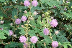 Trinh nữ - thuốc an thầnDược lý hiện đại cho biết cây trinh nữ có tác dụng ức chế thần kinh Trung ương, chữa trị các chứng mất ngủ...