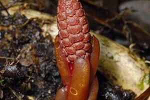 Củ ngọc núi - thuốc quý hiếmNgọc núi giàu dược tính. Bộ phận sử dụng làm thuốc là củ, sau khi thu hoạch về loại bỏ tạp chất, rửa sạch để ráo nước thái nhỏ phơi khô trong bóng râm (âm can), cất dùng dần.