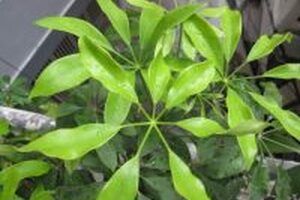 Hướng dẫn cách làm cây ngũ gia bì ngâm rượu tốt cho sức khỏe