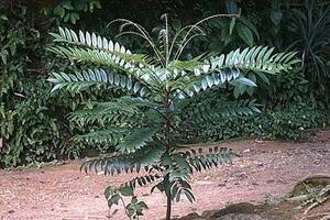 Mặt trái của thần dược “Bá bệnh”Theo một số kết quả nghiên cứu khoa hoc gần đây cho thấy, cây Bá bệnh có công hiệu cải thiện chức năng sinh lý và tăng cường sức khỏe tình dục...