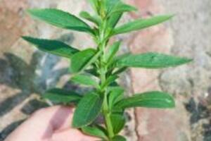 Cây cỏ ngọt – công dụng của cây cỏ ngọt