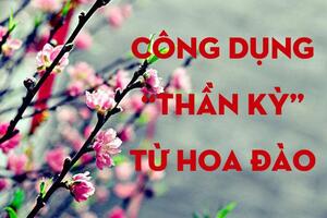 Hoa đào và những tác dụng bất ngờ ai cũng nên biết
