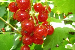 Phúc bồn tử trị liệt dương, sinh dục kémPhúc bồn tử là một loại dược thảo có nhiều tên gọi khác nhau như Điền bào, Ông nữu, Sinh nãi mẫu...