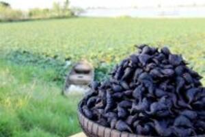 Củ ấu thanh nhiệt, kiện tỳ