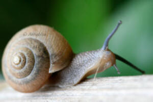 Ngạc nhiên với các làm trắng da mặt từ ốc sên