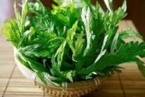 Cập nhật những bài thuốc từ cây ngải cứu