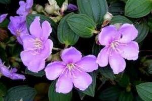 Cây mua chữa bong gân, trật khớpTheo Đông y, cây mua có vị ngọt, có tác dụng thanh nhiệt, giải độc tiêu thũng khử ứ, lợi thấp và cầm máu.