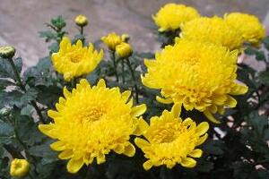 Hoa cúc - vị thuốc mùa xuânTheo đông y, hoa cúc có vị đắng - cay, tính hơi ôn, tác dụng thanh nhiệt, giải độc, chữa mụn nhọt sưng đau, đau mắt, đau đầu, cảm lạnh...