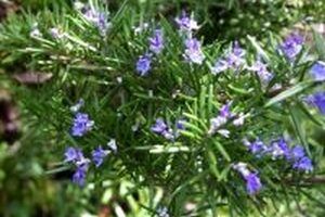 Những điều bạn nên biết về công dụng của cây hương thảo