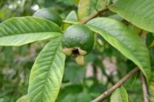 Phương pháp chữa bệnh chàm hiệu quả từ dân gian