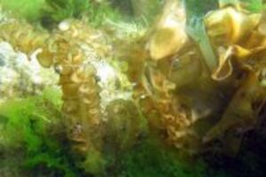 Tác dụng thần kì của nghệ với dạ dày