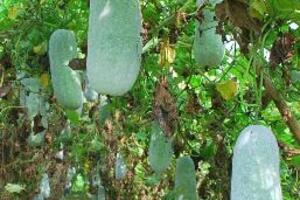 Bí xanh chữa rối loạn mỡ máuBí xanh còn gọi là bí đao là một loại quả làm rau rất thông dụng, có tên khoa học là Benincasa hispida hay Cucrubita hispida, họ Bầu bí.