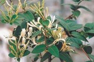 Tổng hợp những công dụng của cây kim vàng trong chữa bệnh