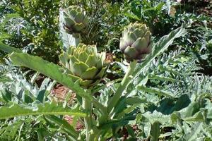 Chớ lạm dụng AtisôViệc sử dụng sản phẩm “làm mát” này không đúng cũng khiến các cơ quan trên cơ thể, đặc biệt là gan, mật phải làm việc nhiều nên vô tình lại gây hại...