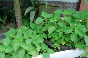 Vị thuốc từ cây húng chanhRau húng chanh có vị chua the, mùi thơm, hăng hăng, tính ấm, đi vào phế, thường dùng giải cảm rất hay, và dùng sát khuẩn, tiêu đàm, khử độc.