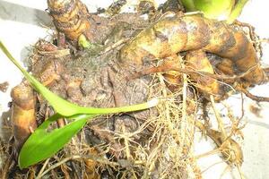 Nghệ trắng trị thấp khớpCủ nghệ trắng chứa nhiều hoạt chất thuộc nhóm curcuminoit có tác dụng kháng sinh mạnh, nên được công nhận là thảo dược có nhiều lợi ích trong y học.