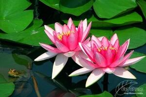 Bài thuốc chữa bệnh dân gian từ hoa súng