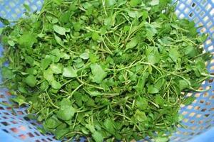 Cải xoong chữa thận, mật có sỏiTrong rau cải xoong chứa hàm lượng vitamin C dồi dào, lại có vitamin A, B1, B2 và nhiều chất khoáng, chất xơ, giúp chống oxy hóa, chống độc...