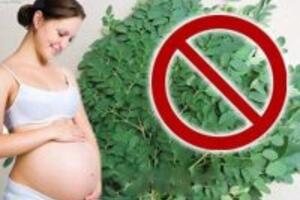 Rau chùm ngây – nên hay không nên sử dụng cho bà bầu?