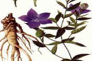 Sâm linh bạch truật- Bài thuốc hay