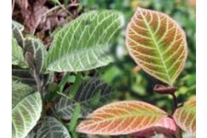 4 cách chữa bệnh đau dạ dày bằng thuốc nam hiệu quả