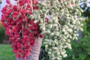 Chữa bệnh tiểu đường bằng quả cau cảnh- bài thuốc rẻ tiền hiệu quả