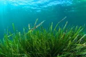 Tác dụng của tảo xoắn spirulina cho phụ nữ có thai