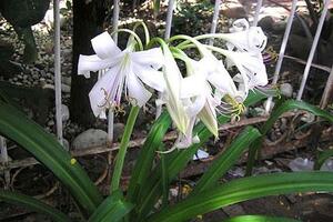 Nói thêm về Trinh nữ hoàng cungTrinh nữ hoàng cung là loại cây mà xưa kia được các Ngự y dùng để trị bệnh cho nữ còn trinh tiết nên mới có tên này...