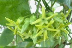 Cách chữa bệnh trĩ bằng hoa thiên lý ngay tại nhà