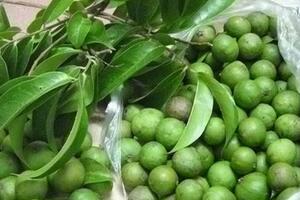 Quả sấu: Những công dụng quý không phải ai cũng biết