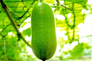 Giảm cân bằng bí đao