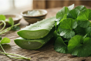 Nên chọn nha đam hay rau má để phục hồi làn da tổn thương