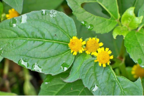 <a href="/bai-thuoc-hay" title="Bài thuốc hay" rel="dofollow">Bài thuốc hay</a>