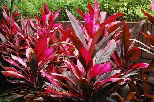 Hình ảnh cây huyết dụ