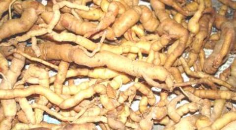 Ba kích có tác dụng làm tăng khả năng giao hợp Ba kích: Dùng thế nào mới bổ thận, tráng dương?