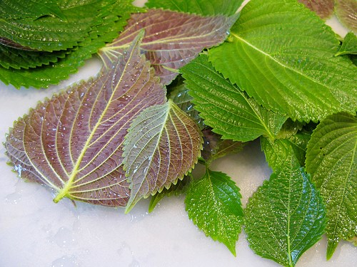 cách trị mụn cơm