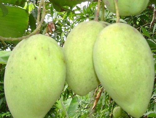 nhung-loai-qua-me-bau-nen-an6