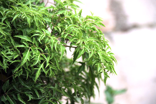 Những món ăn nào nên đưa vào thực đơn sau sinh?