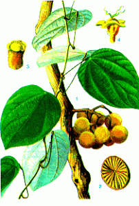 cây vàng đắng