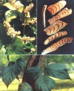 231213_084350ke-huyet-dang