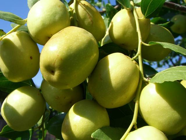 9 lý do khiến táo ta tốt gấp 100 lần táo Trung Quốc 1