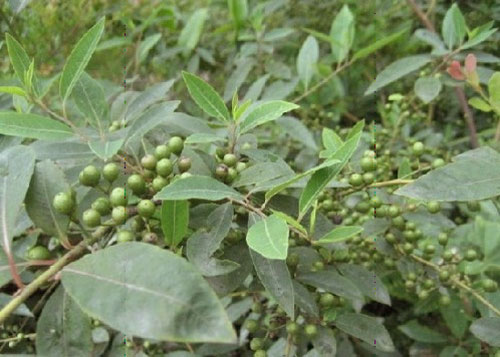 Sơn kê tiêu trị đau dạ dày Sơn kê tiêu trị đau dạ dày