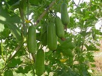 Những bài thuốc nam chữa tiểu đường 'kỳ diệu'