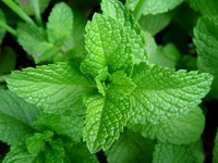 Mẹo nhỏ đơn giản giúp trong nhà không có 1 bóng muỗi