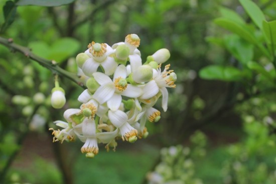 Công dụng của cây bưởi