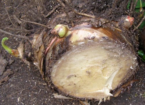 Nước ép của củ cây chuối hột chữa bệnh tiểu đường