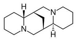 cây Sarothamnus