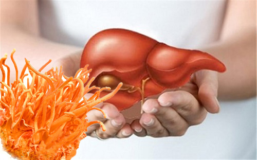 Điều trị bệnh gan bằng đông trùng hạ thảo