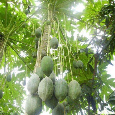 Tự chữa khỏi bệnh sỏi thận chỉ trong 7 ngày với món ăn dễ nấu