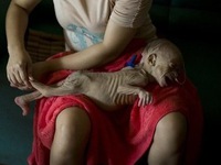 Mắc bệnh lạ, bé gái 1 tuổi nặng 3kg giống y người ngoài hành tinh